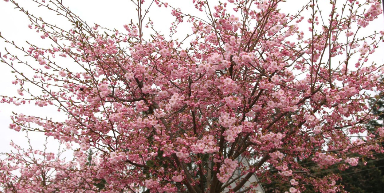 Aleja Kwitnącej Wiśni