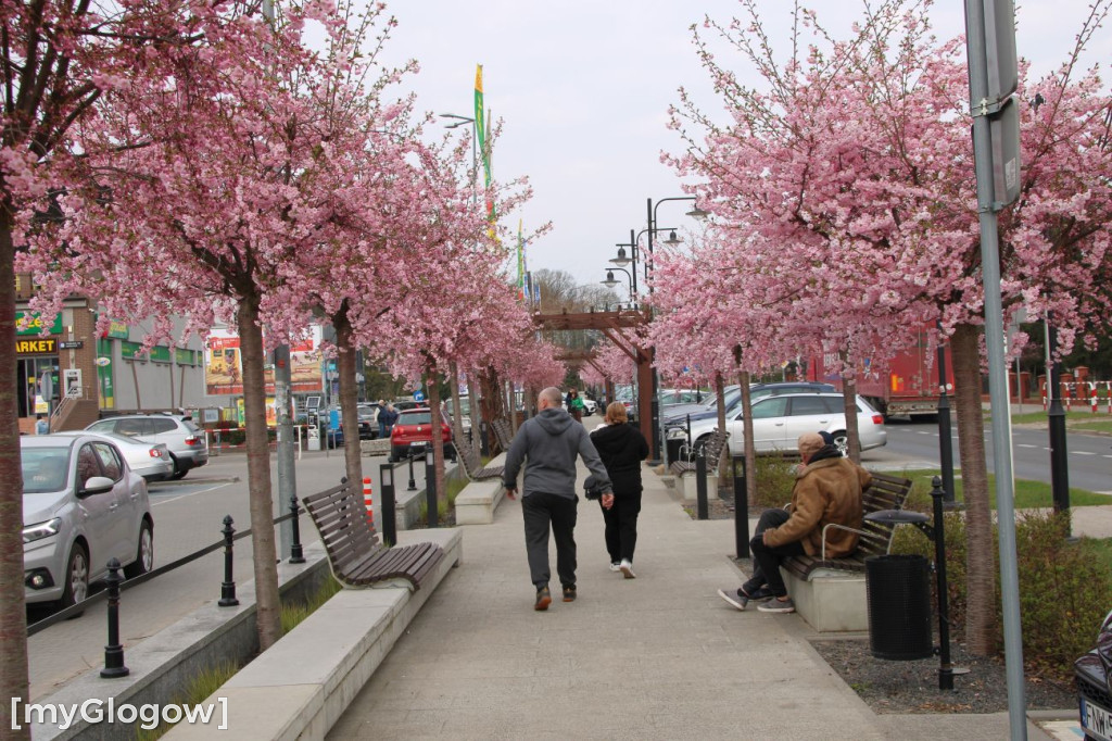 Aleja Kwitnącej Wiśni