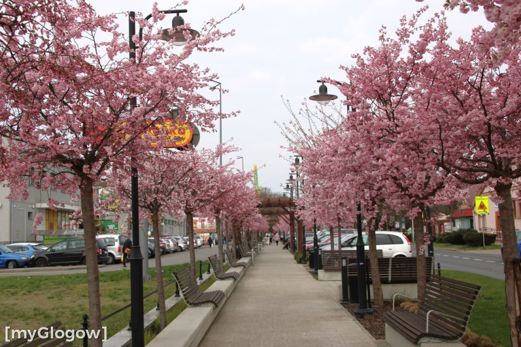 Aleja Kwitnącej Wiśni
