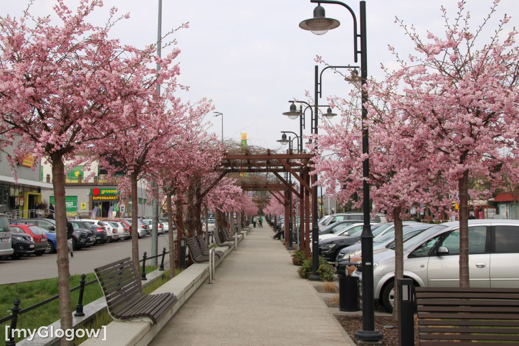 Aleja Kwitnącej Wiśni