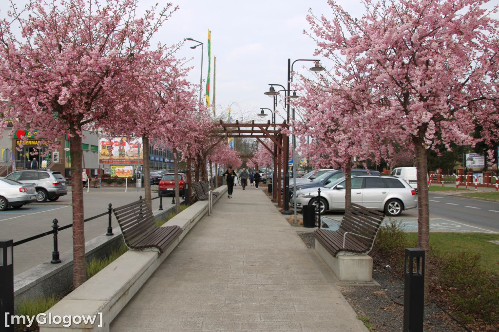 Aleja Kwitnącej Wiśni