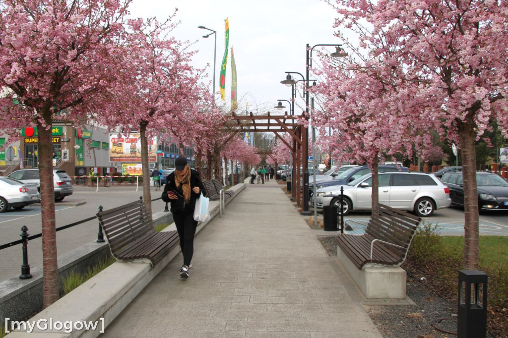 Aleja Kwitnącej Wiśni