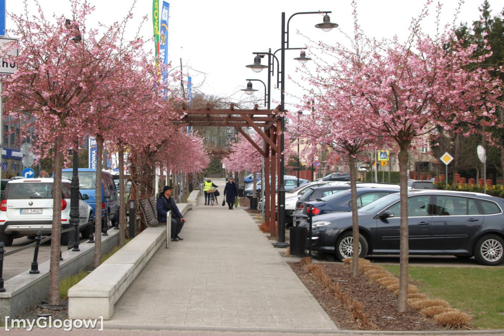 Aleja Kwitnącej Wiśni