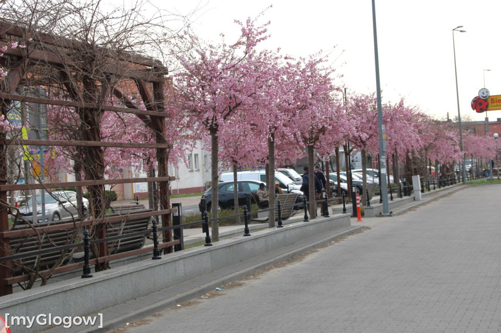 Aleja Kwitnącej Wiśni