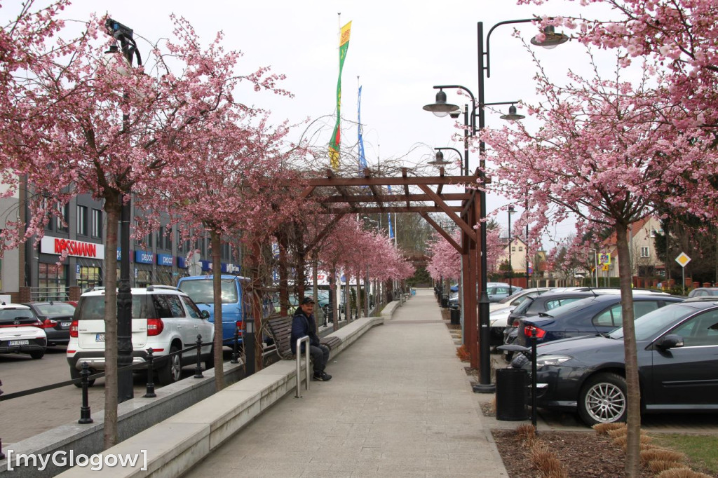 Aleja Kwitnącej Wiśni