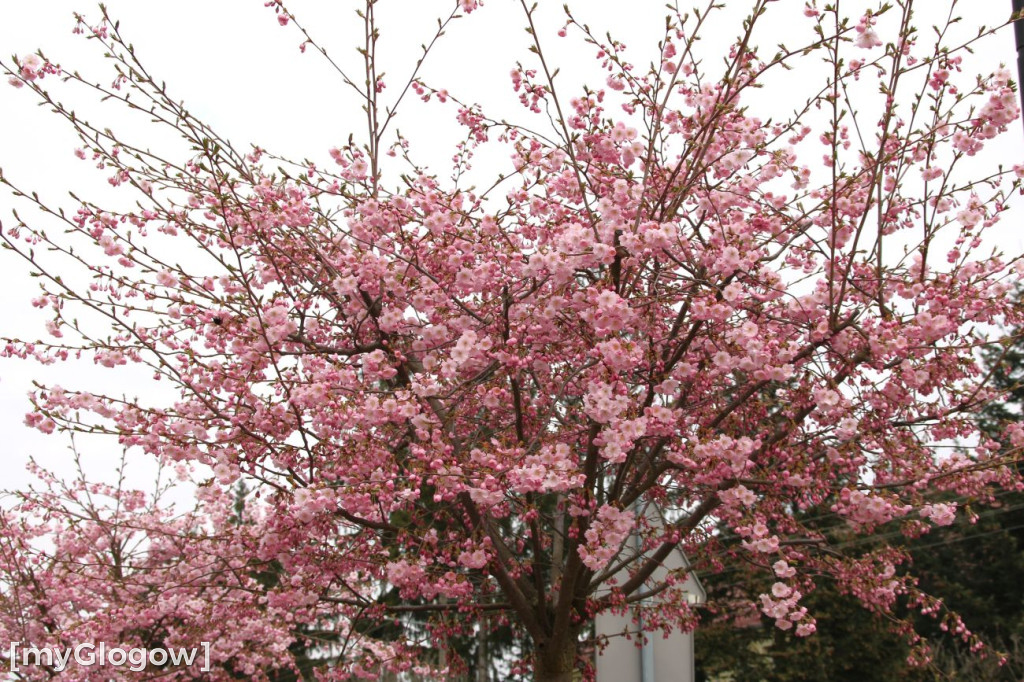 Aleja Kwitnącej Wiśni