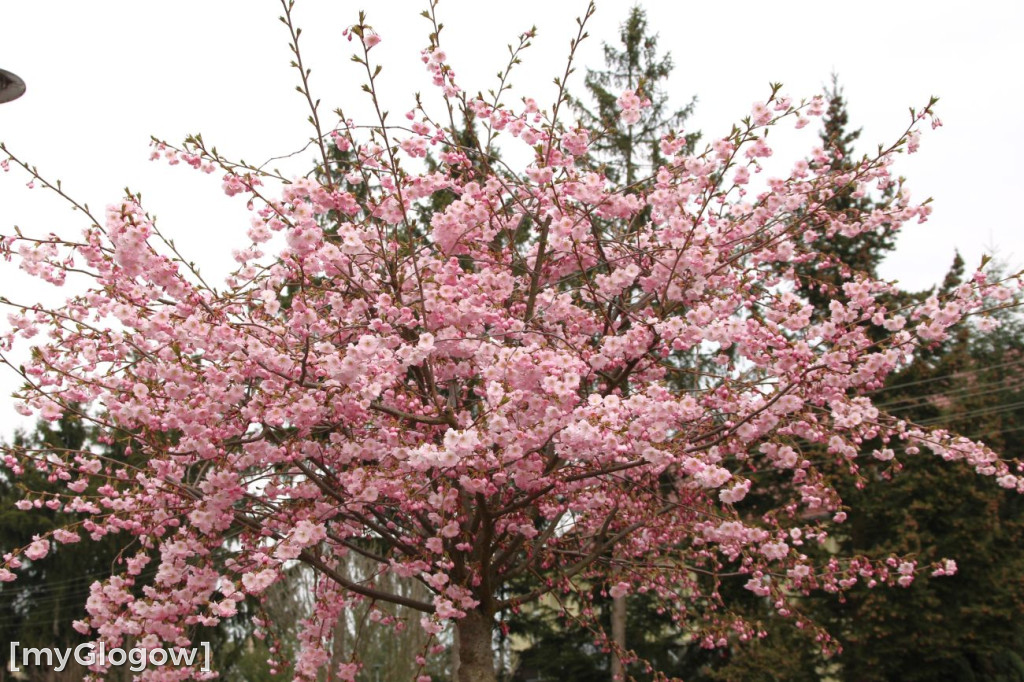 Aleja Kwitnącej Wiśni