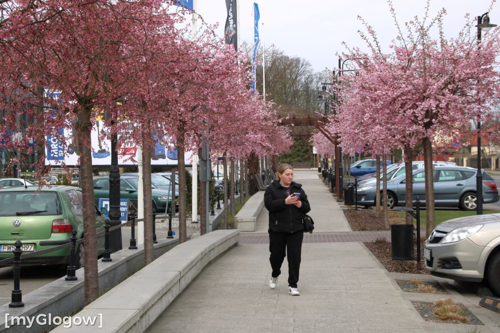 Aleja Kwitnącej Wiśni