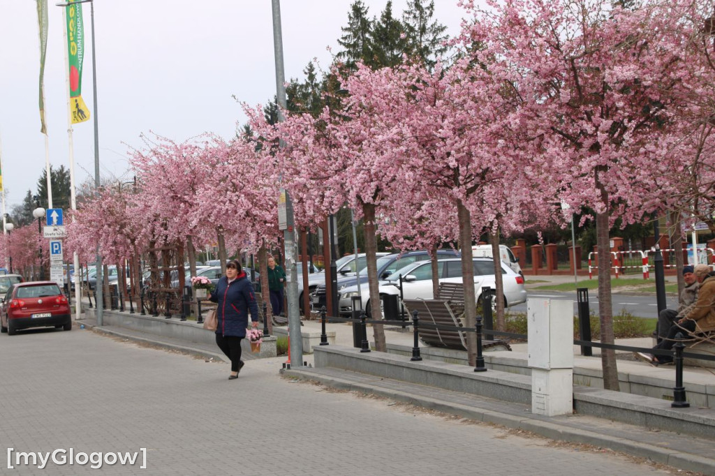 Aleja Kwitnącej Wiśni