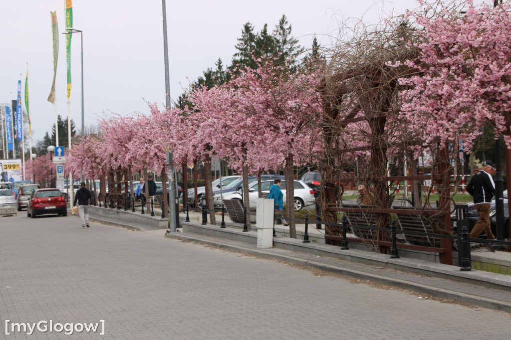 Aleja Kwitnącej Wiśni