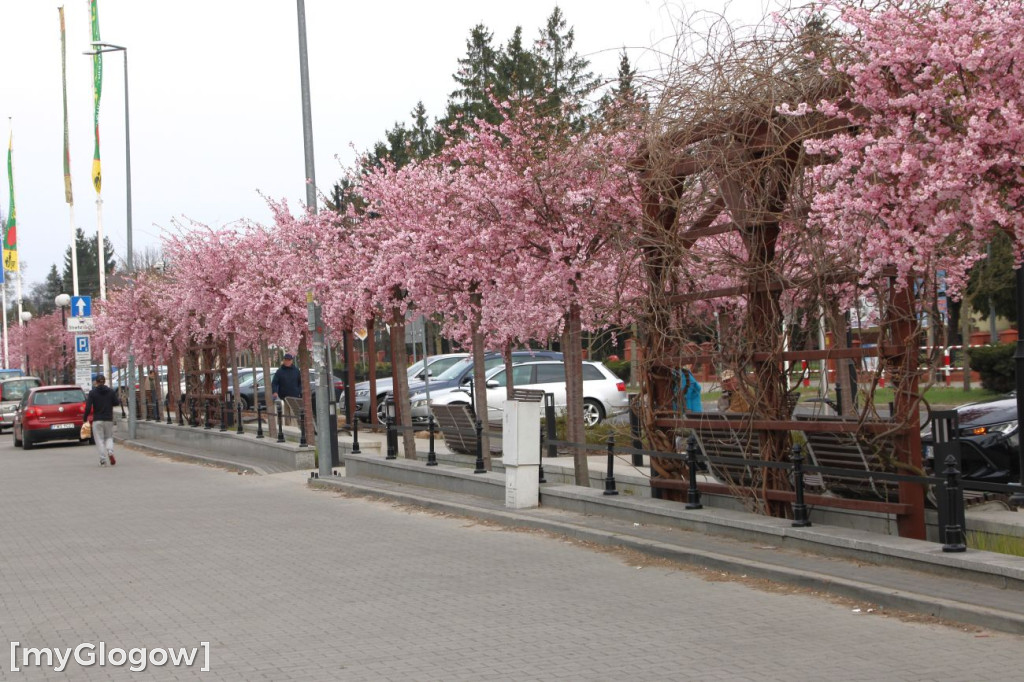 Aleja Kwitnącej Wiśni