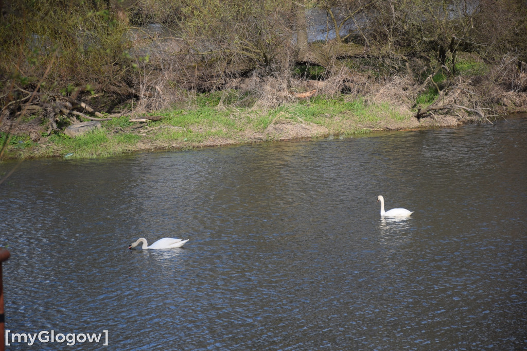 Sezon nad Odrą w Głogowie się rozpoczął