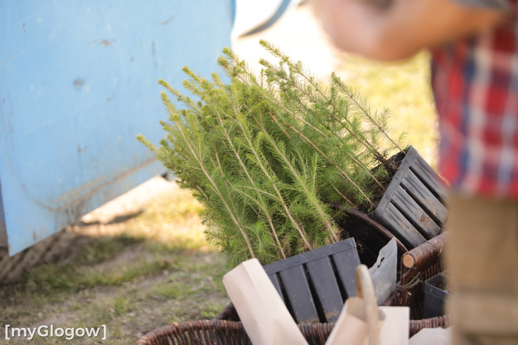 Sadzonka za oponę! Taka akcja w Głogowie