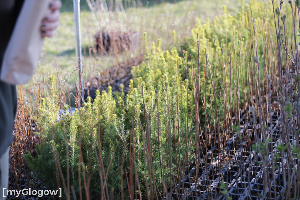 Sadzonka za oponę! Taka akcja w Głogowie