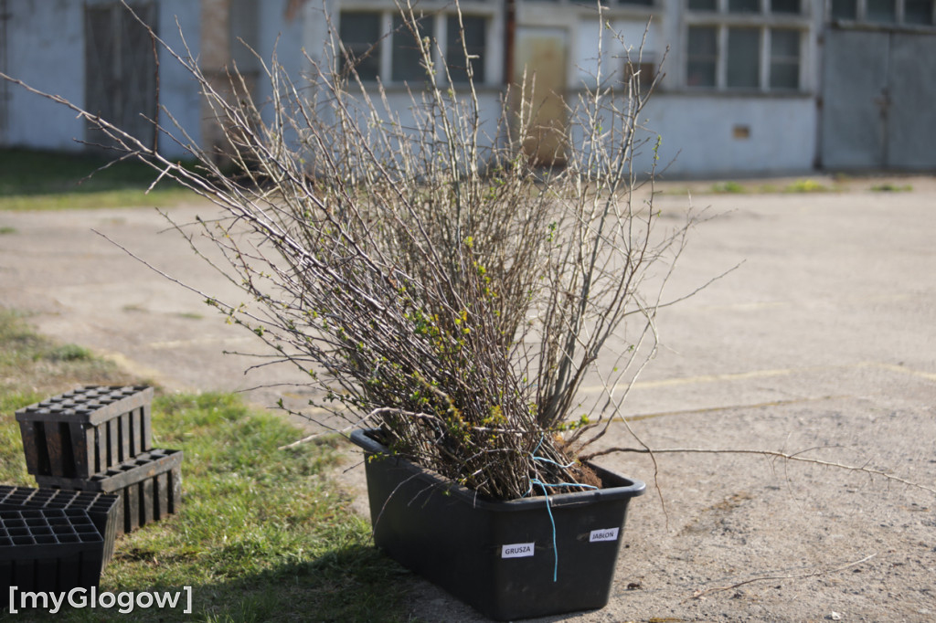 Sadzonka za oponę! Taka akcja w Głogowie