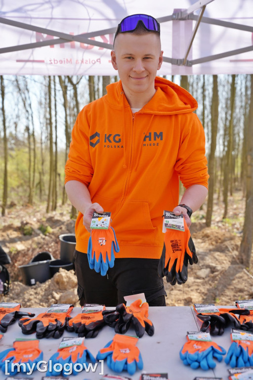 Sadzili buki koło Huty Głogów