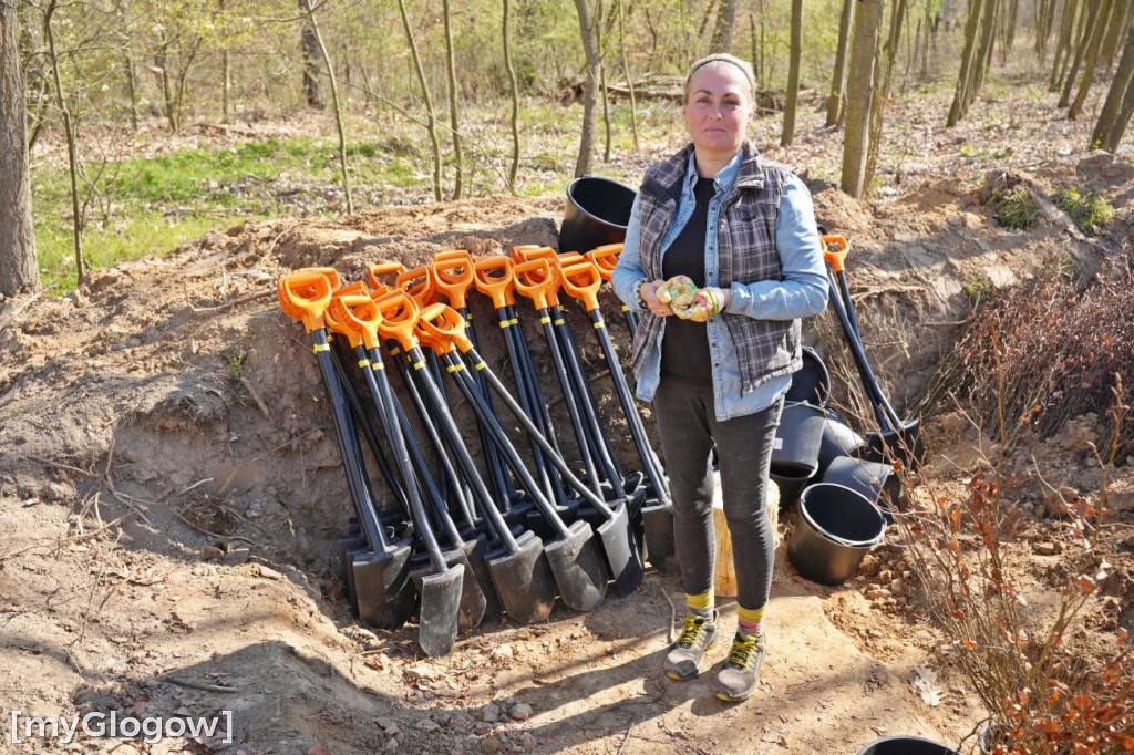 Sadzili buki koło Huty Głogów