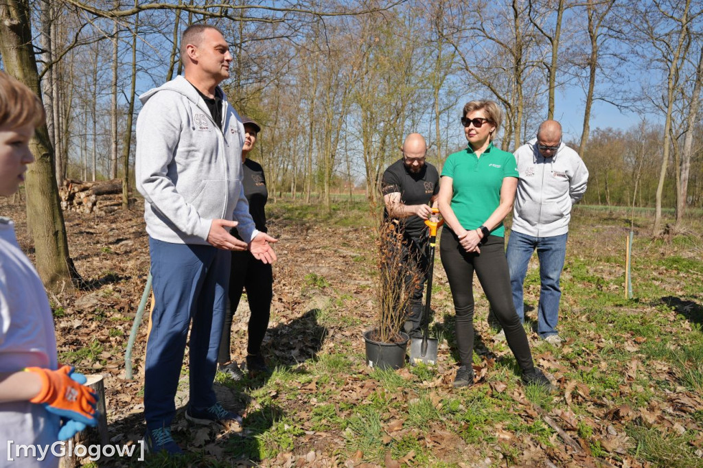 Sadzili buki koło Huty Głogów