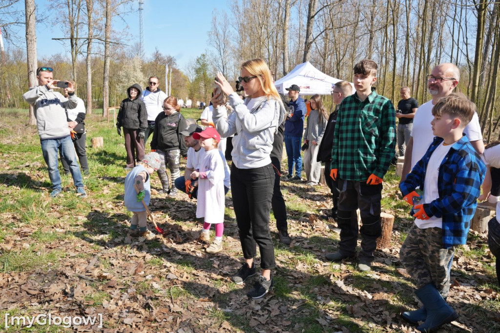 Sadzili buki koło Huty Głogów