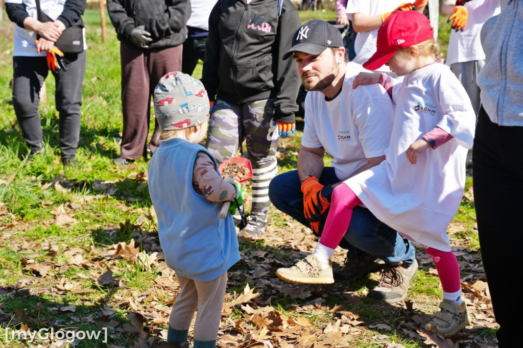 Sadzili buki koło Huty Głogów