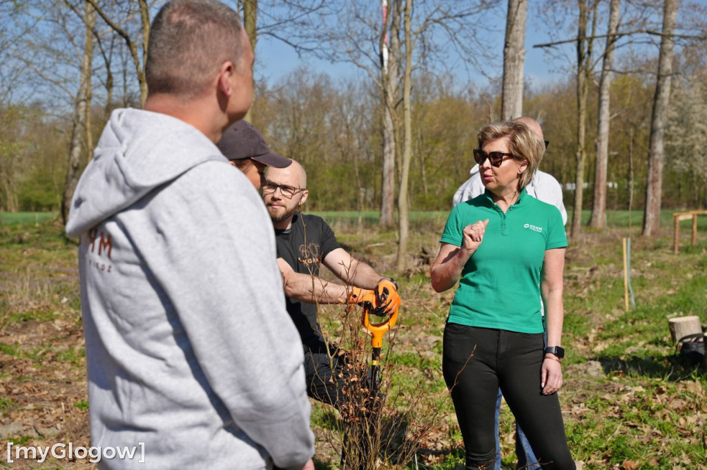 Sadzili buki koło Huty Głogów
