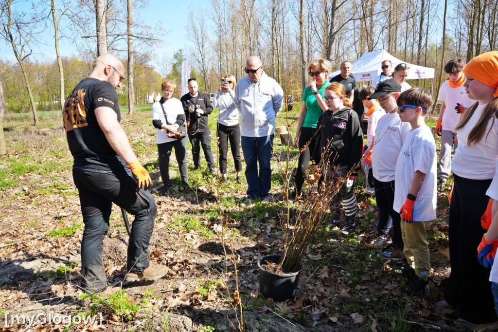 Sadzili buki koło Huty Głogów
