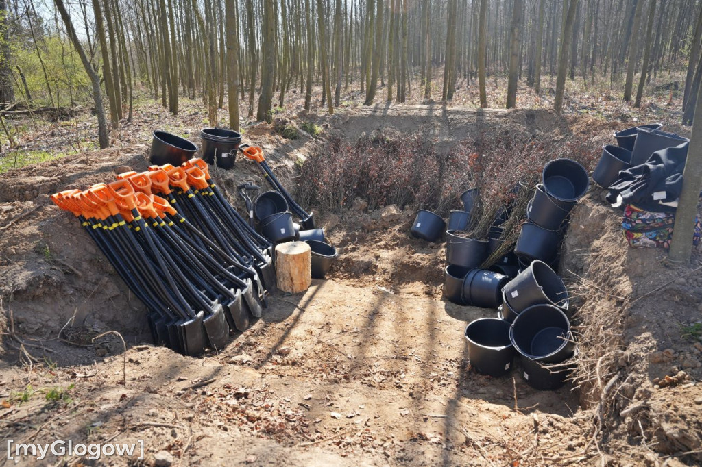 Sadzili buki koło Huty Głogów