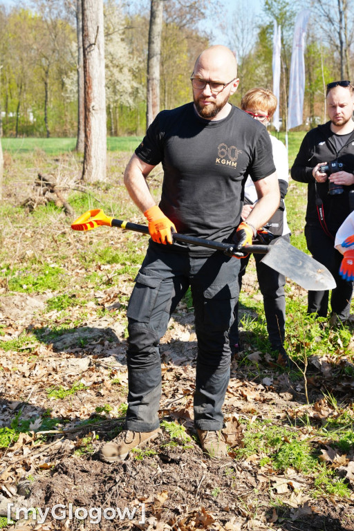 Sadzili buki koło Huty Głogów