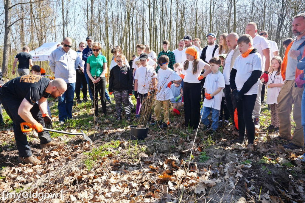 Sadzili buki koło Huty Głogów