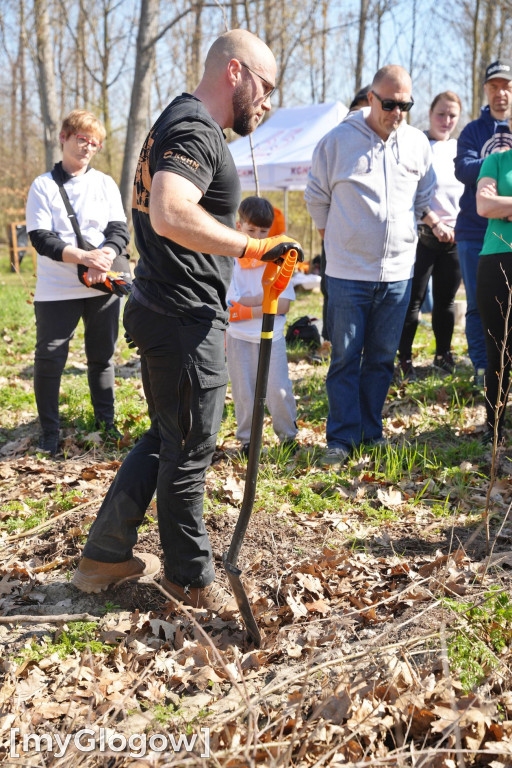 Sadzili buki koło Huty Głogów