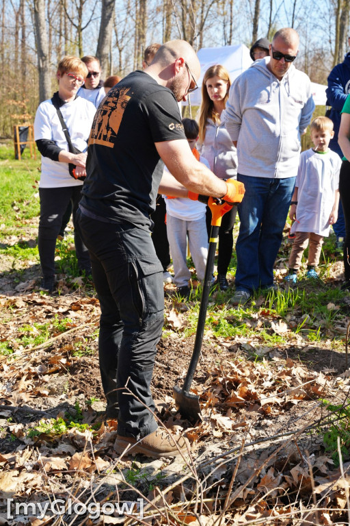 Sadzili buki koło Huty Głogów