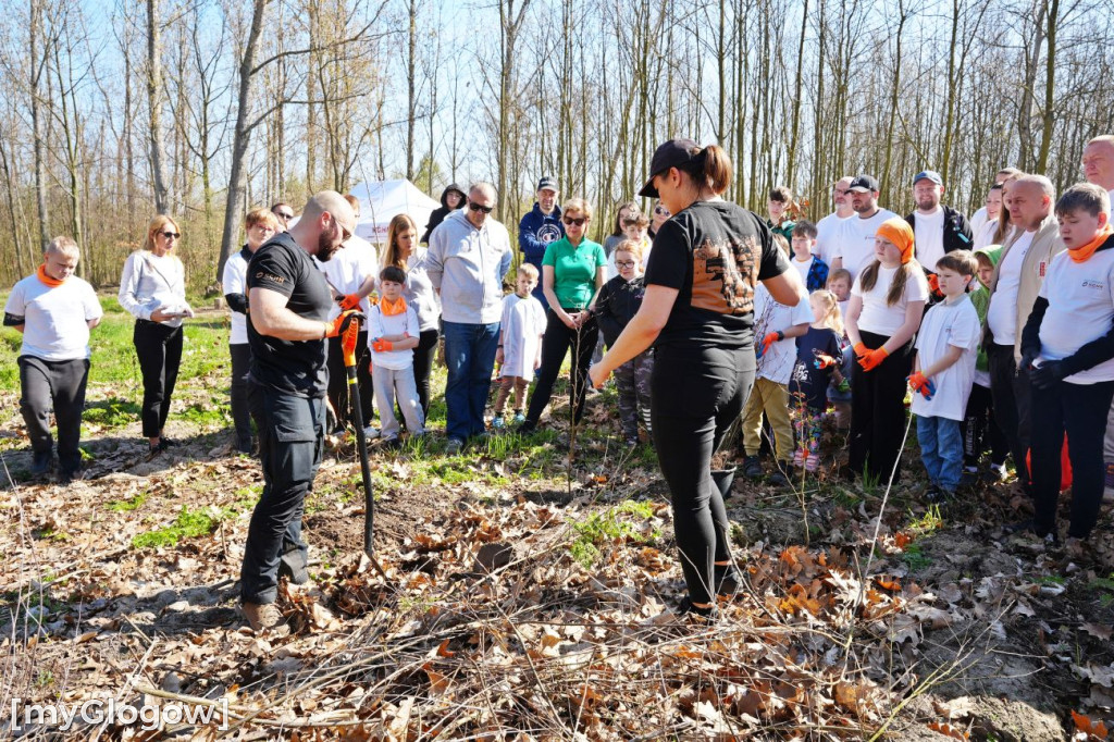Sadzili buki koło Huty Głogów