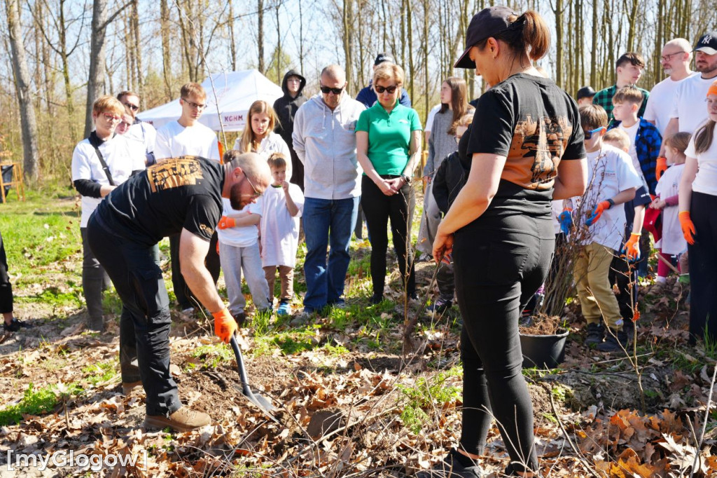 Sadzili buki koło Huty Głogów