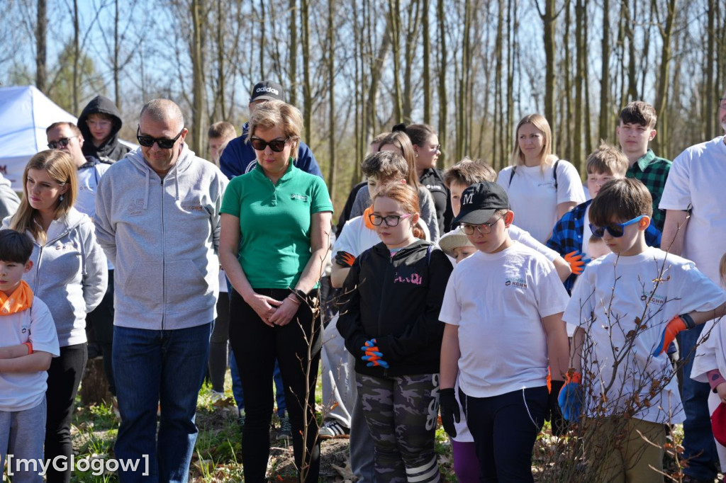 Sadzili buki koło Huty Głogów