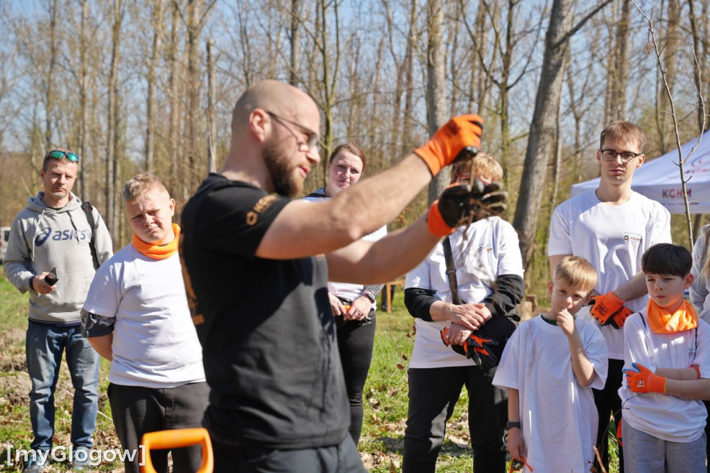 Sadzili buki koło Huty Głogów