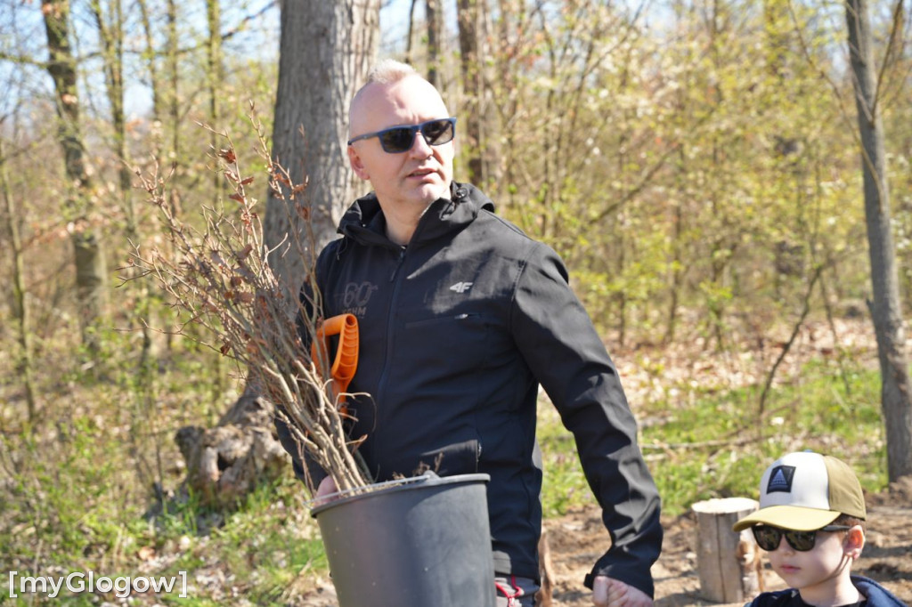 Sadzili buki koło Huty Głogów