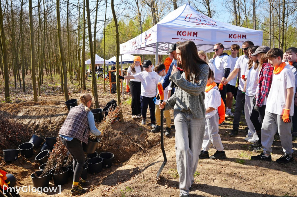 Sadzili buki koło Huty Głogów