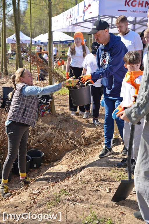 Sadzili buki koło Huty Głogów