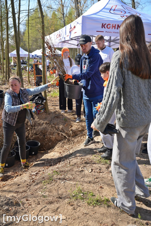 Sadzili buki koło Huty Głogów