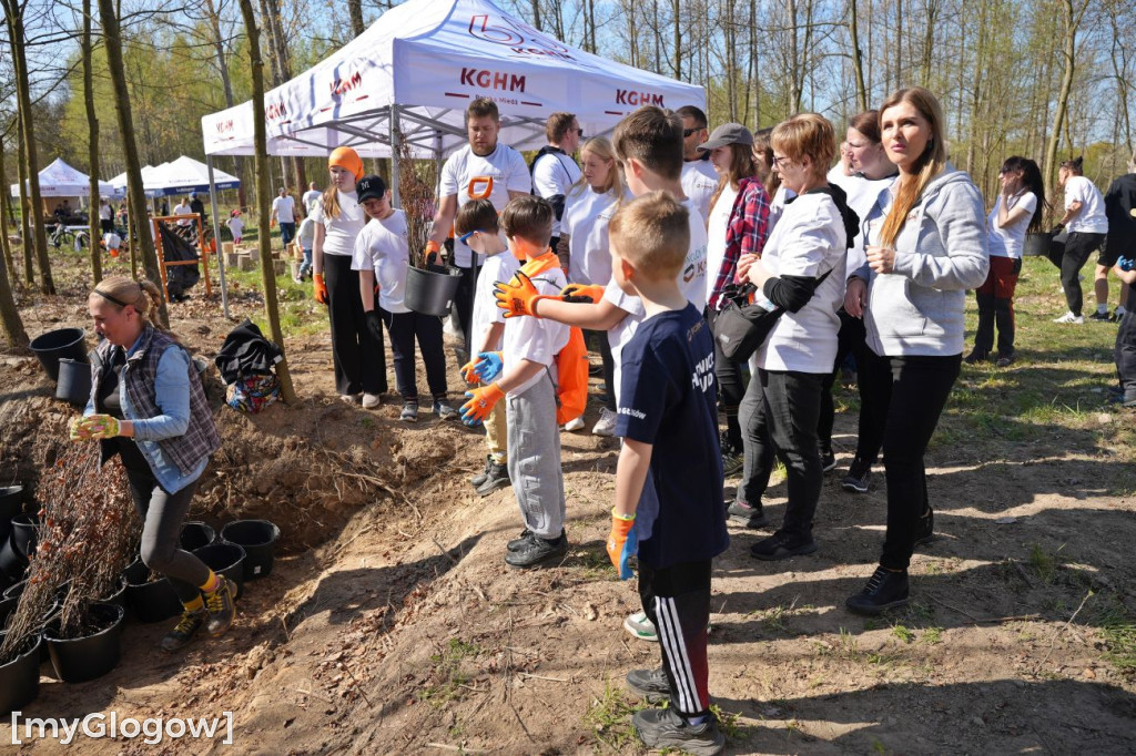 Sadzili buki koło Huty Głogów