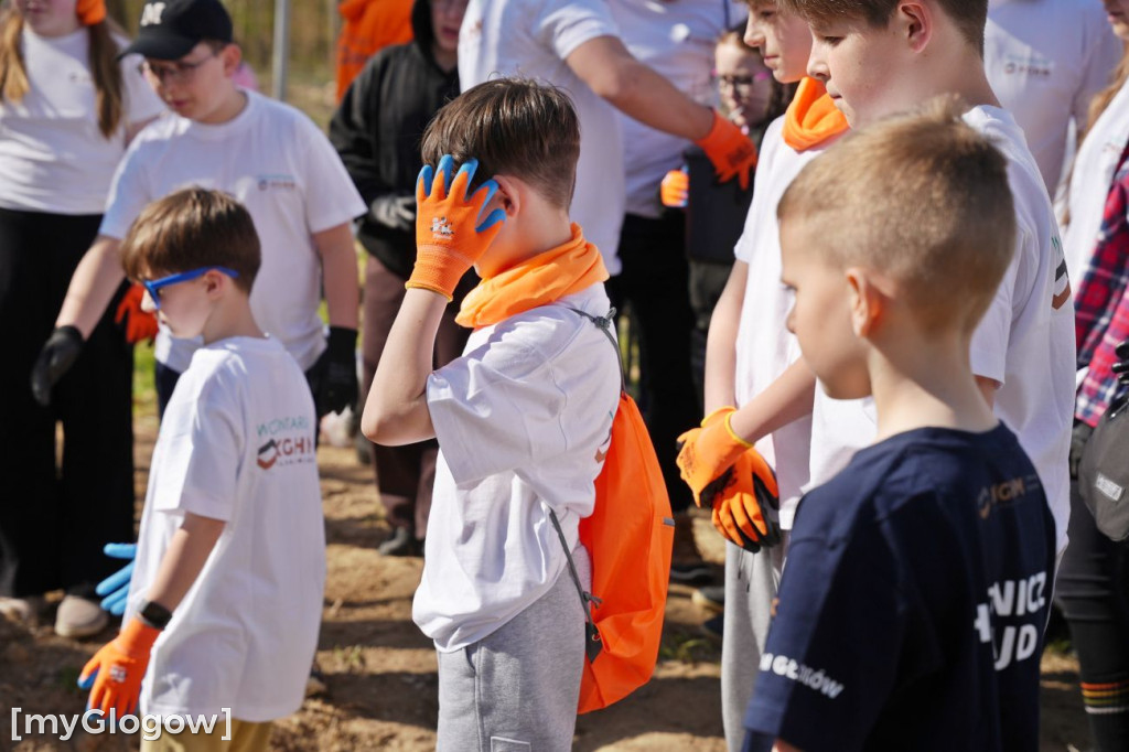 Sadzili buki koło Huty Głogów