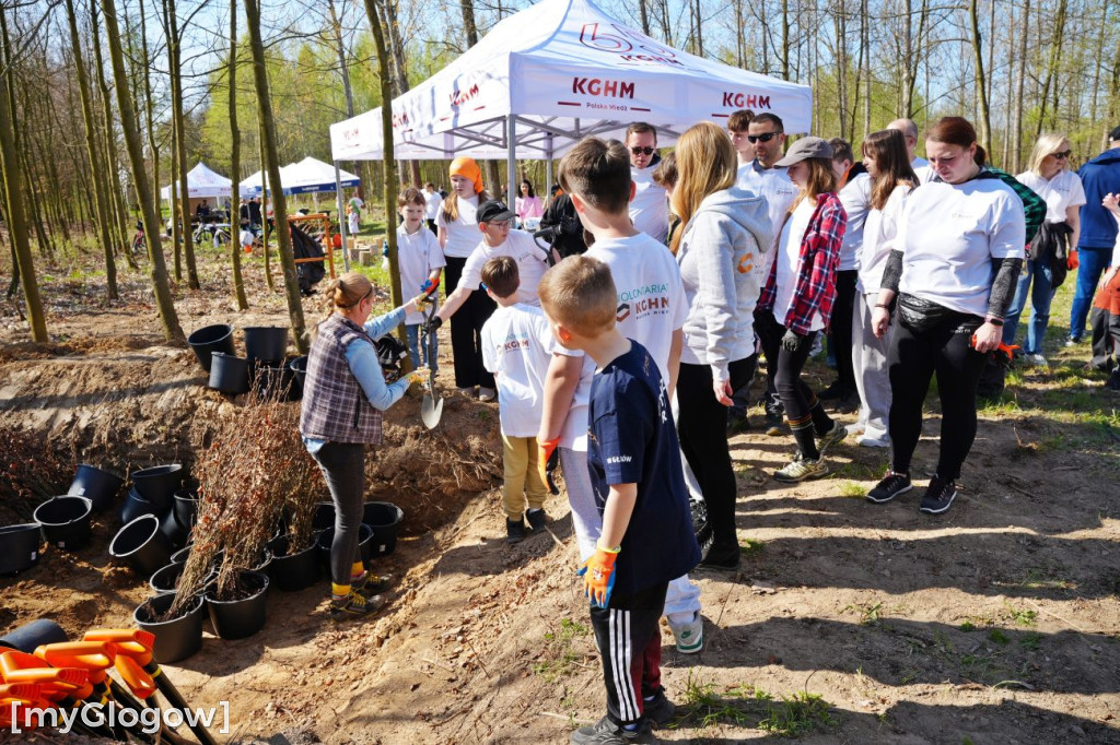 Sadzili buki koło Huty Głogów