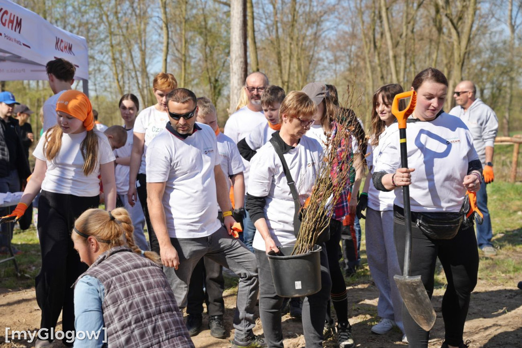 Sadzili buki koło Huty Głogów