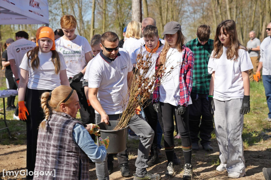 Sadzili buki koło Huty Głogów