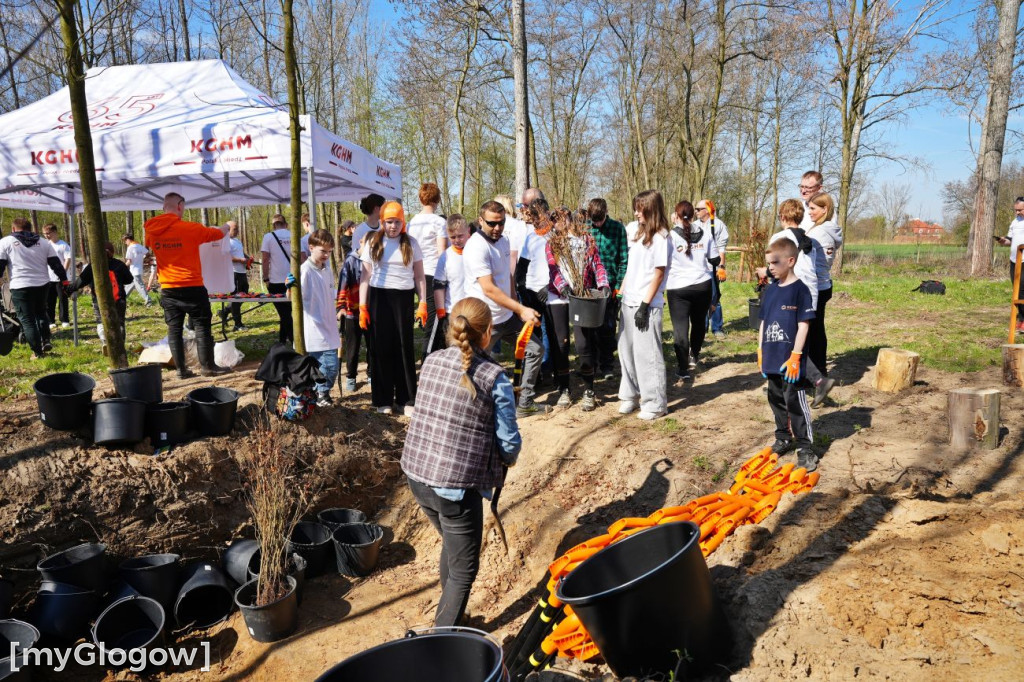 Sadzili buki koło Huty Głogów
