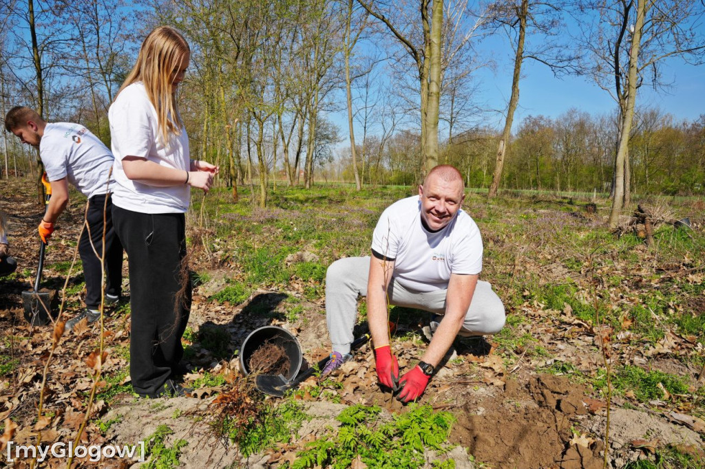 Sadzili buki koło Huty Głogów