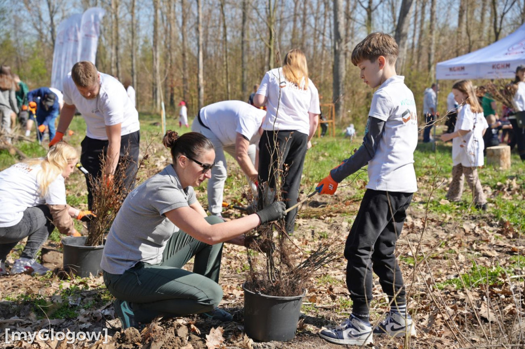 Sadzili buki koło Huty Głogów