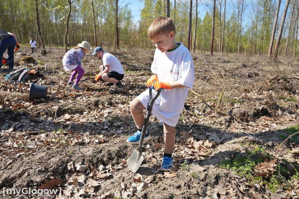 Sadzili buki koło Huty Głogów
