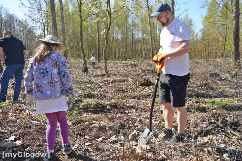 Sadzili buki koło Huty Głogów