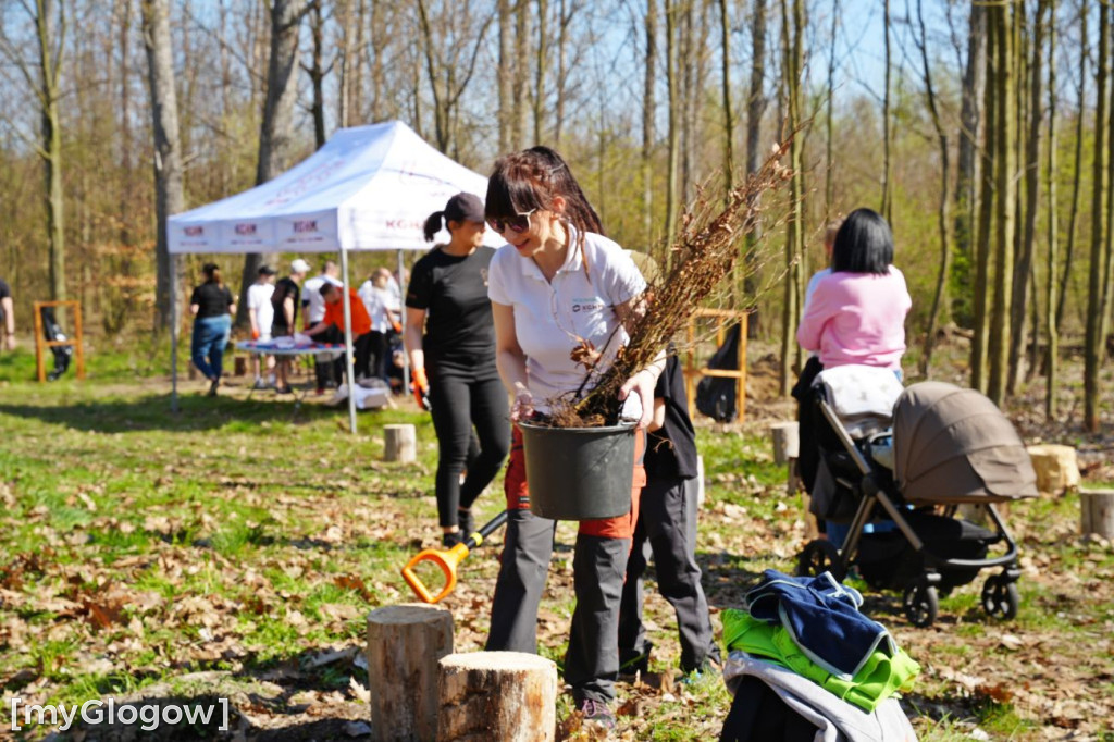 Sadzili buki koło Huty Głogów